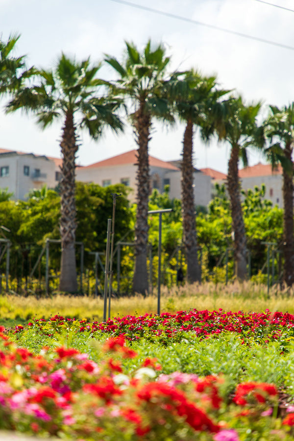 Beds of red and pink flowering plants under palm trees at the Exotica Nursery in Zouk Mosbeh