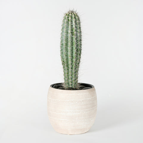 Spiky Cactus