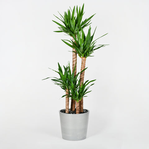 Spiky Yucca