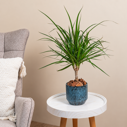 The Spiky Plant