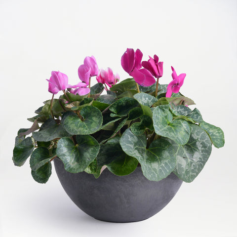Spring Bloom Cyclamen