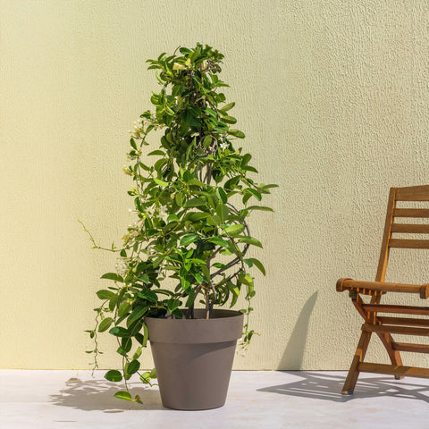 Stephanotis