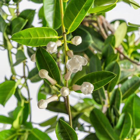 Stephanotis