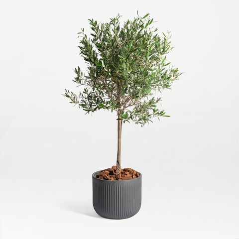 Strong Roots, Strong Dad