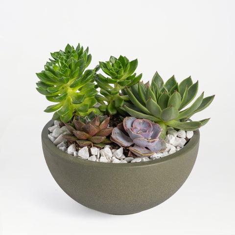 Succulent Style