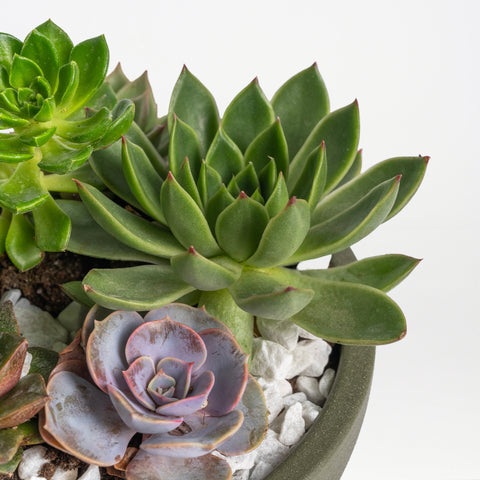 Succulent Style