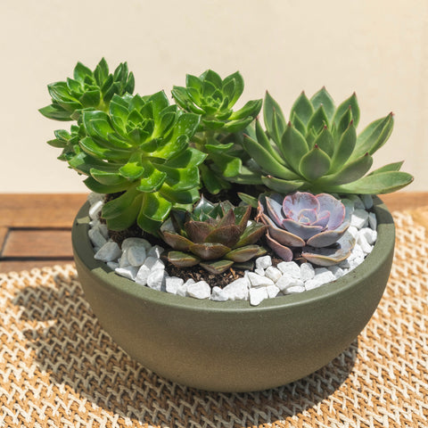 Succulent Style