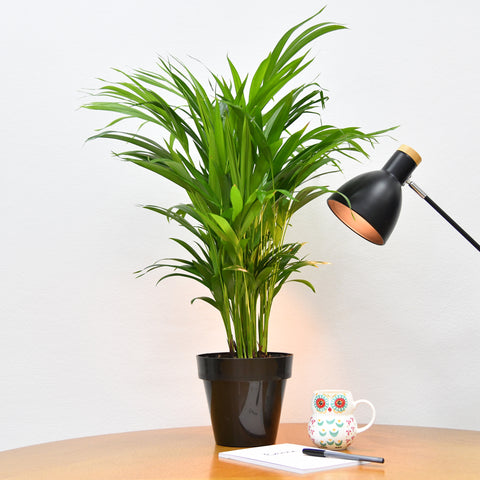 Sweet Palm