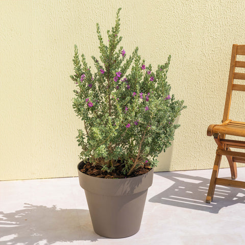 Texas Sage