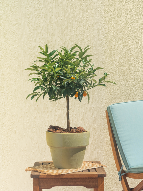 Nature’s Finest Statement Pieces