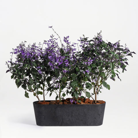 Violet Harmony