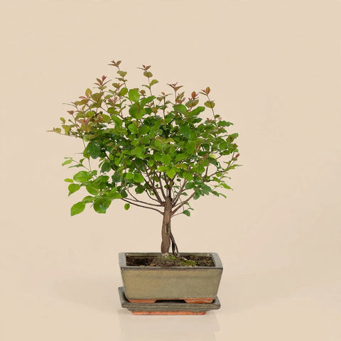 Bonsai Bliss