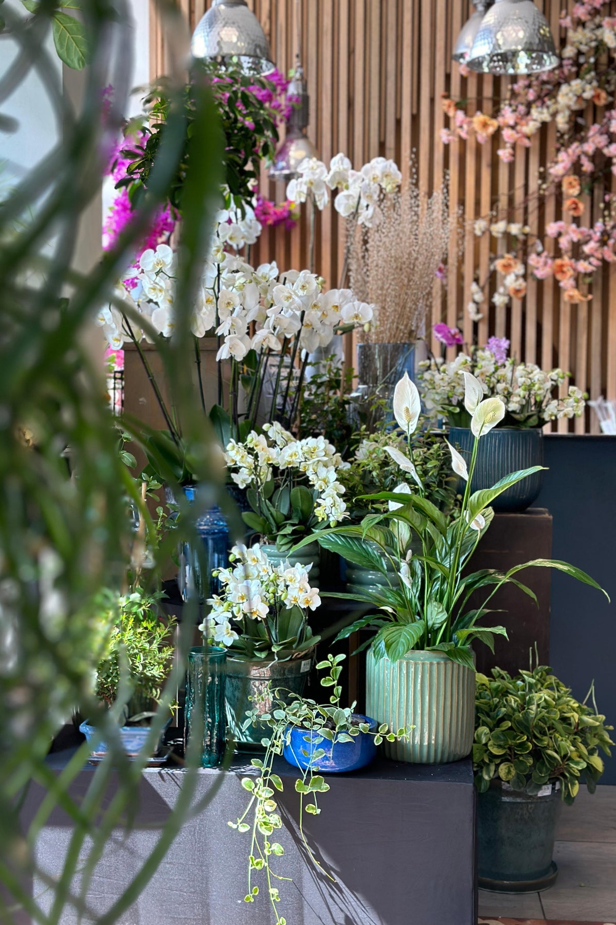 White and pink orchids with peace lilies and trailing plants in ceramic pots at Exotica Sahel Alma
