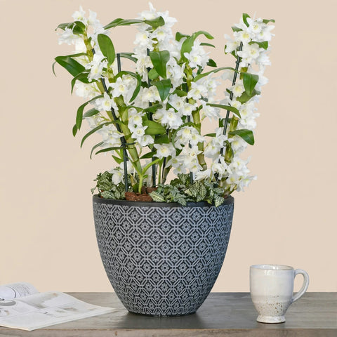 White Nobile