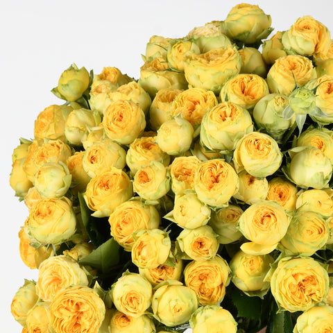 Yellow Puffs