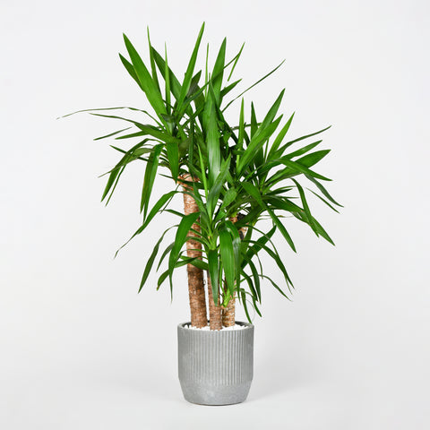 Yucca Lover