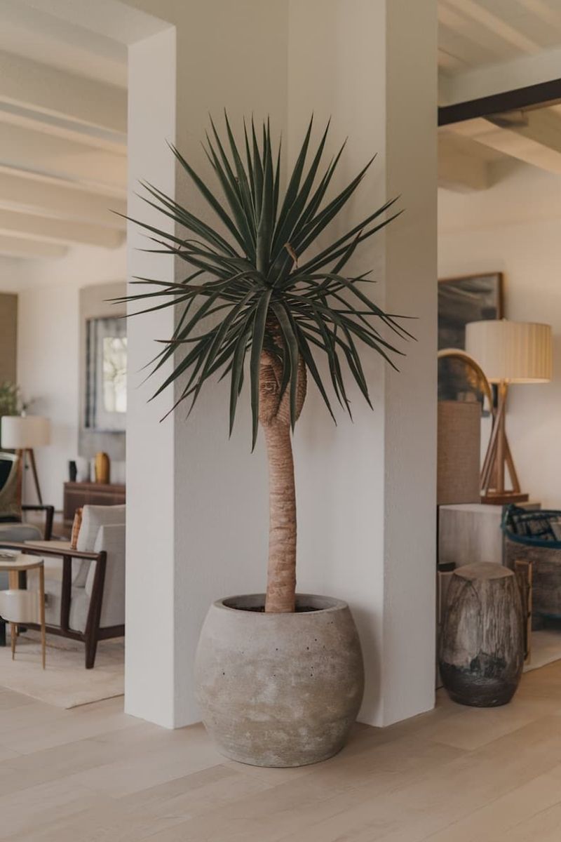 Spineless Yucca | Indoor Plants That Add Tropical Vibes – Exotica