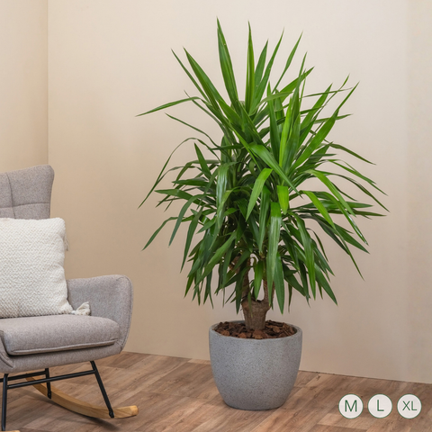 Yucca Lover