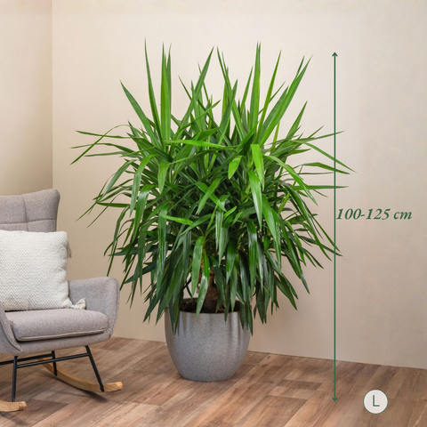 Yucca Lover