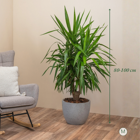 Yucca Lover