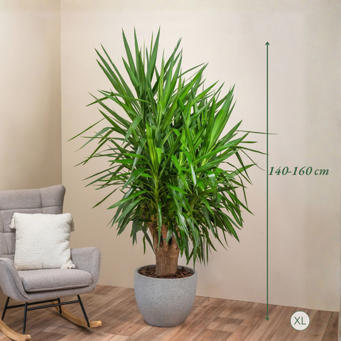 Yucca Lover