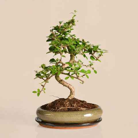 Zen Bonsai