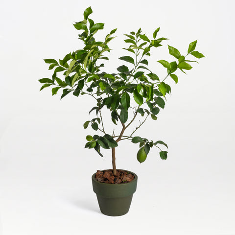Zest for Dad