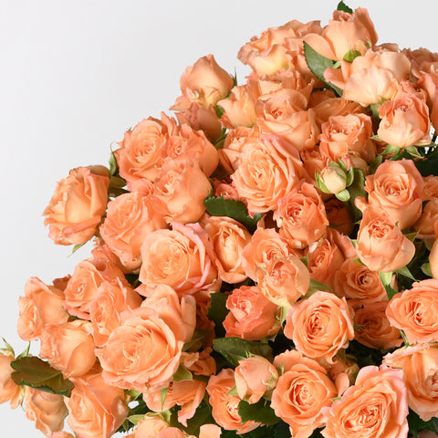 Blooms Of Youth