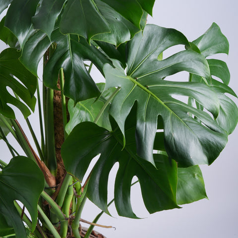 Monstera Plant