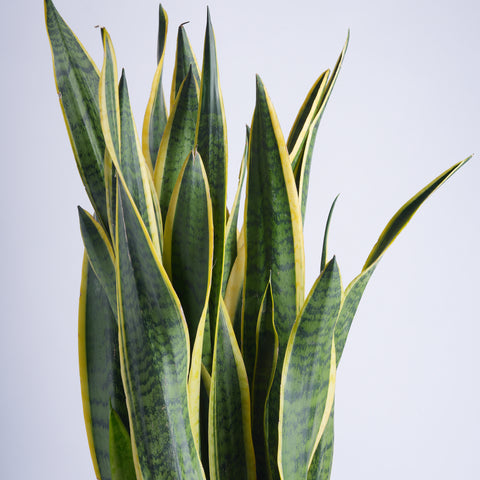 Sanseveria Sentiments