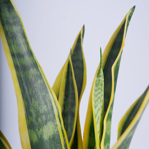 snake plant in arabic Snake it Easy