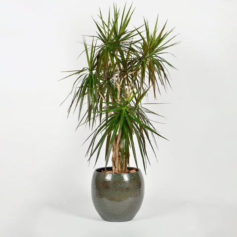 Dragon Tree