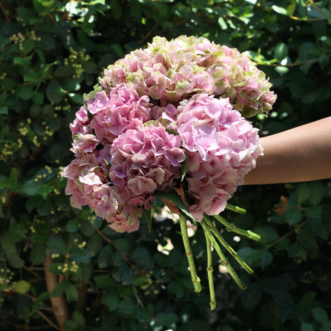 Cotton Blush