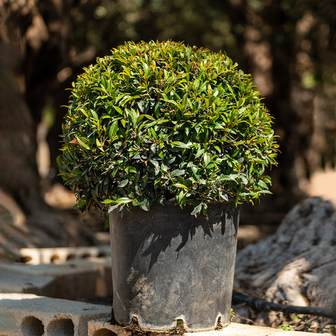 eugenia indoor plant Eugenia – Exotica