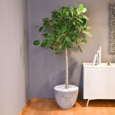 Gentle Ficus