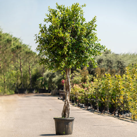 Ficus Nitida