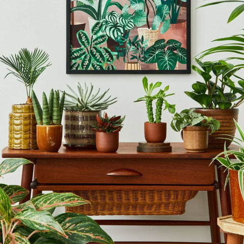 Indoor Plants