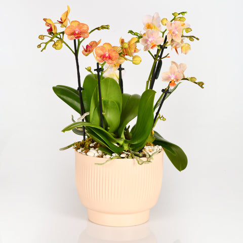 Little Orchids