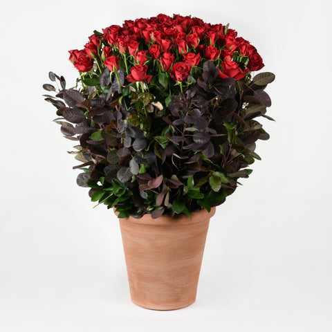 Magic Roses