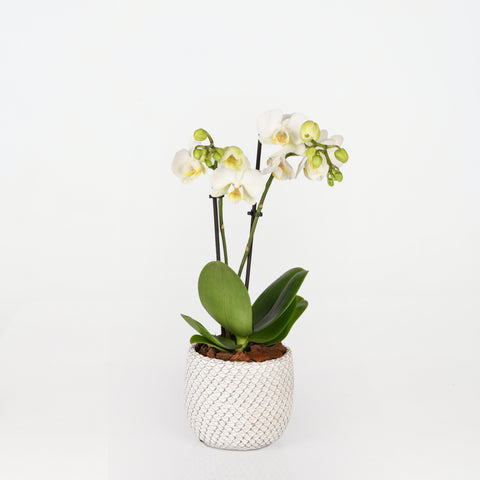 Mini Orchid