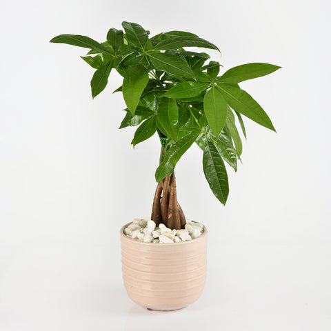 Money Plant