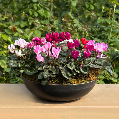 Mini Cyclamens