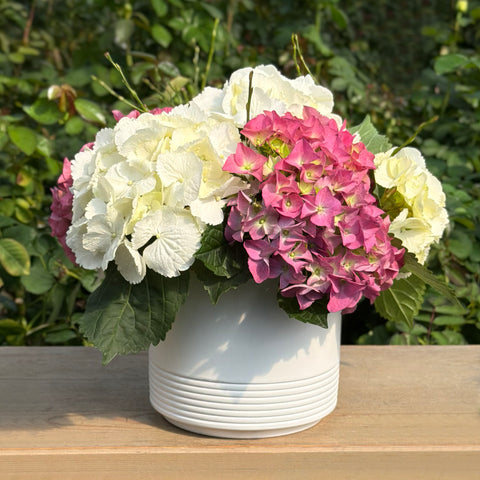 Hydrangea Harmony