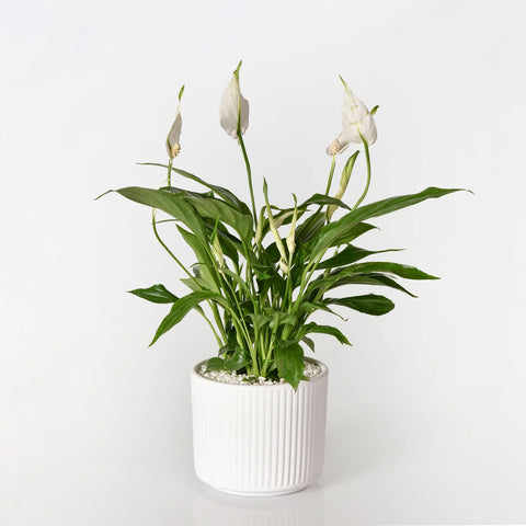 Mini Peace Lily
