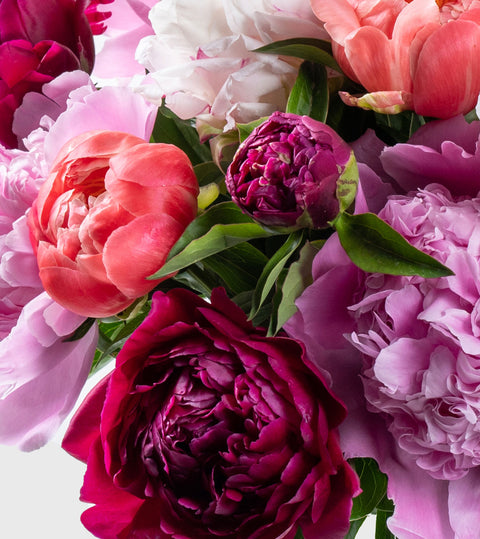 Our Peonies Collection