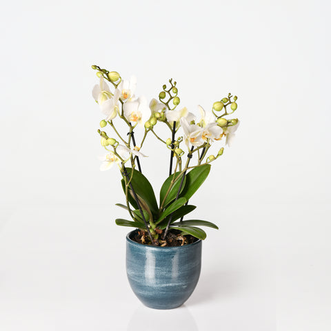 Phalaenopsis Boquetto