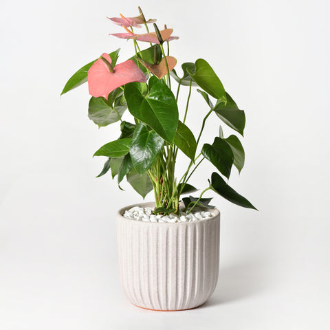 anthurium exota Pink Lace – Exotica Online Inc