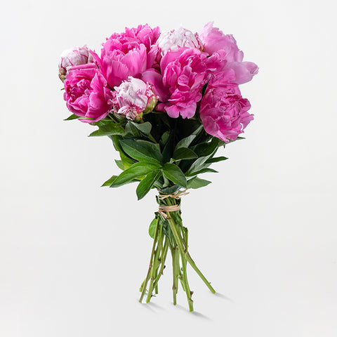 Pink Passion