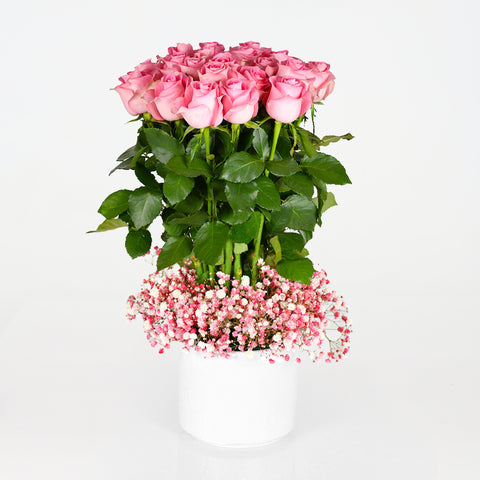 Rose D'Amour