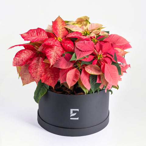 Cozy Poinsettias